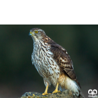 گونه طرلان Northern Goshawk 